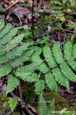 Plant form